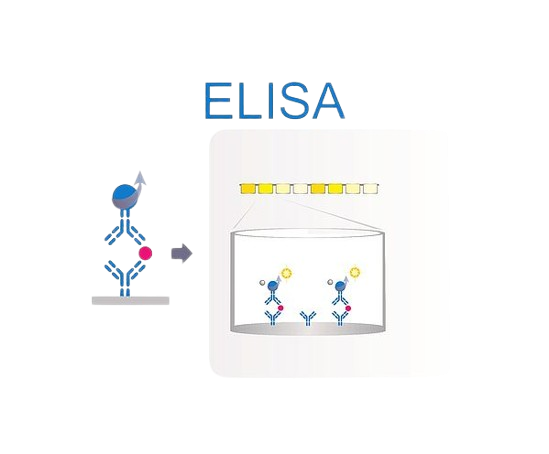 ELISA Enzyme linked immunosorbent assays testing service